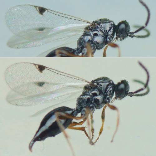 Réf. 244 208 : Brachyserphus parvulus